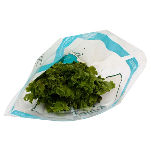 Lechuga Escarola Hidroponica Unidad