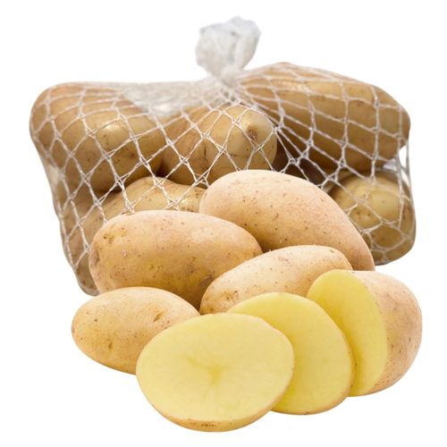 Papa Super Red Shalom Uxc10