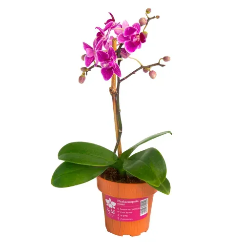 Orquidea Phalaenopsis Mini, Colores Surtidos.